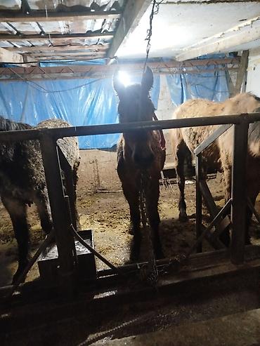 Лошади, кони: Продаю | Жеребенок | Рабочий — 6