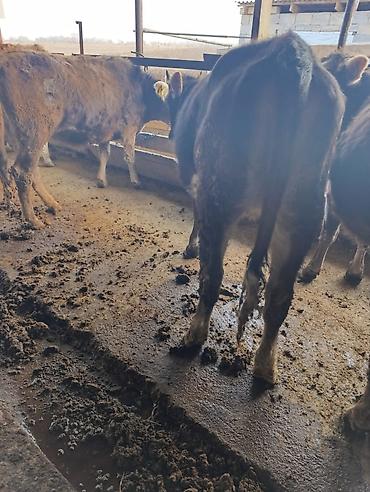 Коровы, быки: Продаю | Бык (самец) | Герефорд | На откорм | Привязанные — 12