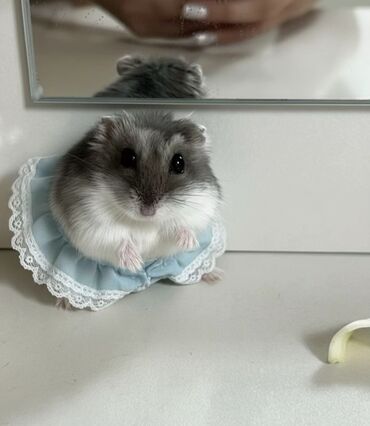 Gəmiricilər: 🐹 Hər növ xamyaklar və aksesuarlar satışda! 🐭 ✨ Bizdə cunqariklər — 3