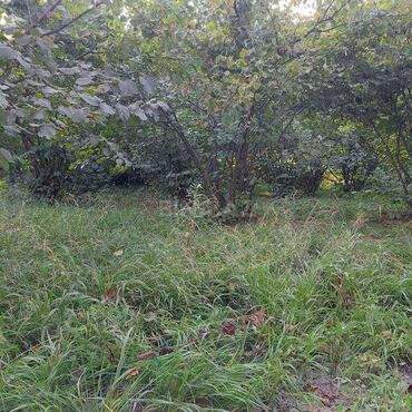 Torpaq sahələrinin satışı: 12 sot, Tikinti, Mülkiyyətçi, Kupça (Çıxarış) — 1