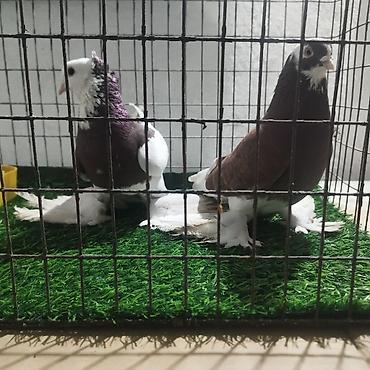 Другие с/х животные: Породистые декоративные голуби. Описание: - Порода — 27
