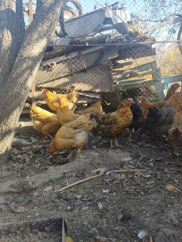 домик для животных: Продаются куры кученской породы 
цена 700 сом торг уместен