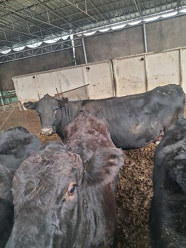 Продам с/х животных: Продаю | Корова (самка) | Абердин-ангус | Для разведения | Племенные — 4