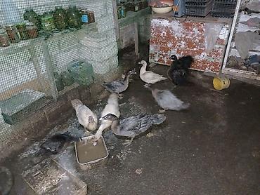 Ördəklər: Erkək, | Lal ördək, Damazlıq, Ünvandan götürmə — 1
