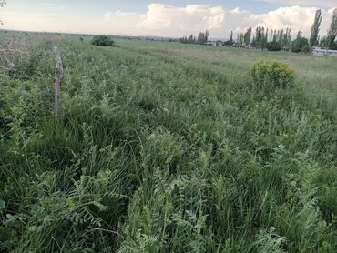 посевная земля: 85 соток, Айыл чарба үчүн