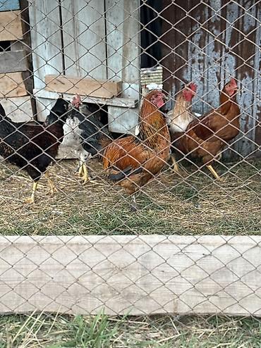 дом для кур: Продаю | Куры | Домашняя | Для разведения — 3