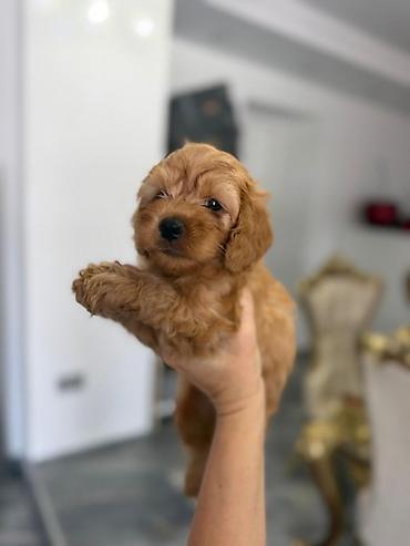 mini pomeranac: Registrovana odgajivacnica Pom Bahu Djokovic predstavlja prelepe — 7
