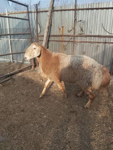 Бараны, овцы: Продаю | Овца (самка), Ягненок, Баран (самец) | Гиссарская, Арашан | На забой, Для разведения, Для шерсти — 3