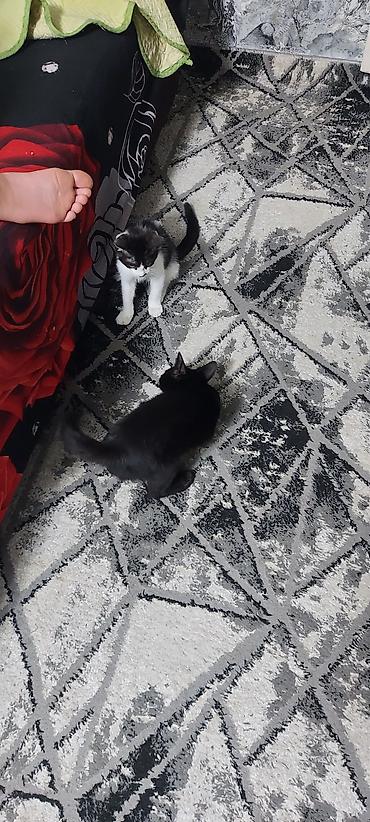 Отдам даром кошку: Кошка даром: Сиамская, Мальчик — 3