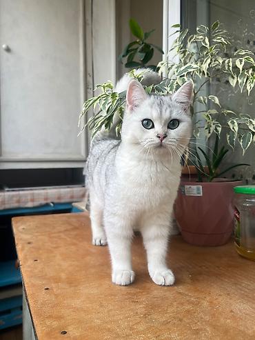 Кошки: Шиншилла, Самка, В добрые руки — 3