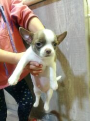 акустические системы oneder колонка в виде собак: Щенки чихуахуа Описание: - Порода: чихуахуа, гладкошёрстные. - Окрас