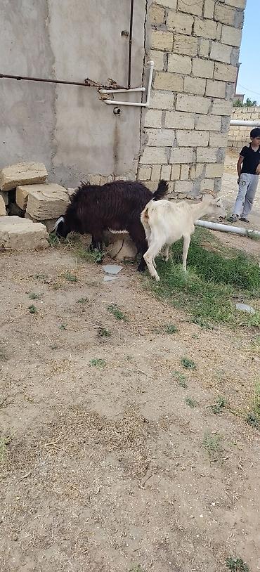 heyvan bazarları: Sarı bogazdı 1 ci qarın el kecileridi Məhsul təsviri: - Ağ və bej — 6