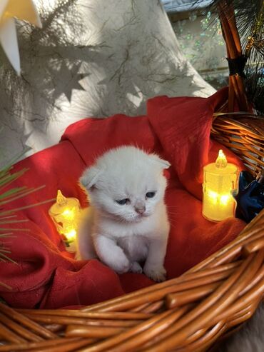 Pişiklər: Britan, Erkək, Dişi — 22