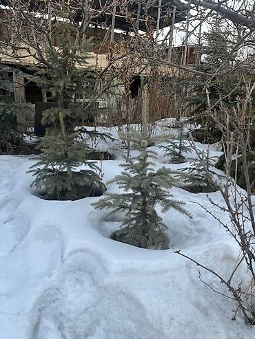 Декоративные деревья: Саженцы деревьев: Ели — 10