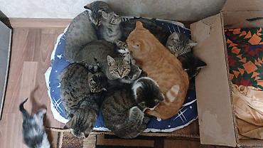 я ищу кота: Отдам котят в добрые, заботливые и любящие руки. Описание: - Милые — 1