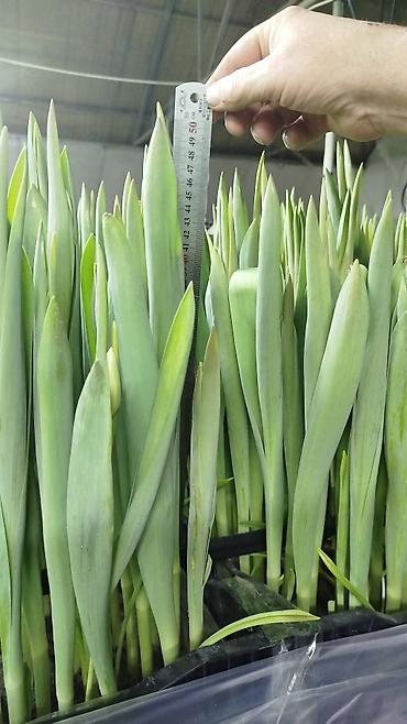 Цветы и букеты: ТЮЛЬПАНЫ ТЮЛЬПАНЫ ТЮЛЬПАНЫ. принимаем заказы на тюльпаны оптом к 8 — 2