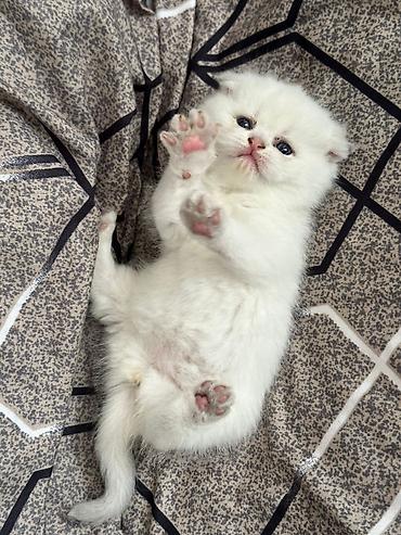 Pişiklər: Britan — 5