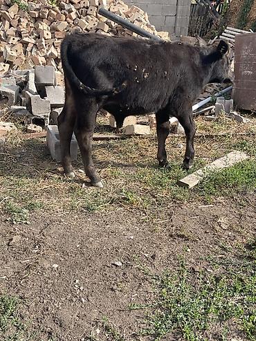 Продам с/х животных: Продаю | Бык (самец) | Полукровка | На откорм | Привязанные — 6