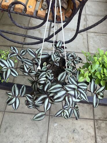 Otaq bitkiləri: Butun guleri endirimnen satiram ancag xanimlara satiw olur cox gul — 9