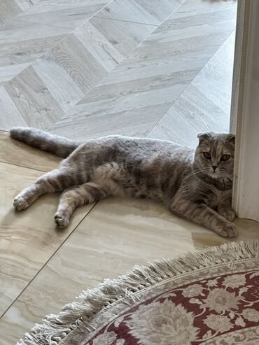шотландская кошка шиншилла: Скотиш Фолд (Шотландская вислоухая), 2 года, Девочка, Серый, Приучена к лотку, Проглистована, С документами