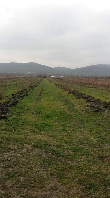 avtovagzalin ətrafinda satilan torpaqlar: 1033 sot, Kənd təsərrüfatı, Kupça (Çıxarış)