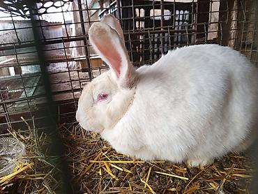 Кролики: Продаю | Крольчиха (самка), Крольчата — 5