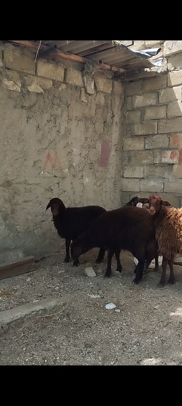 Бараны, овцы: Самка, Qala, лет: 1, Для разведения, Самовывоз