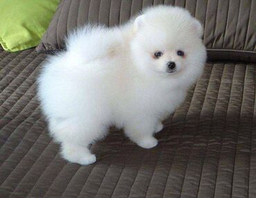 We have very healthy Pomeranian puppies available for adoption. The