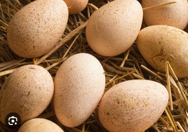 инкубационный: Продаю | Инкубационные яйца