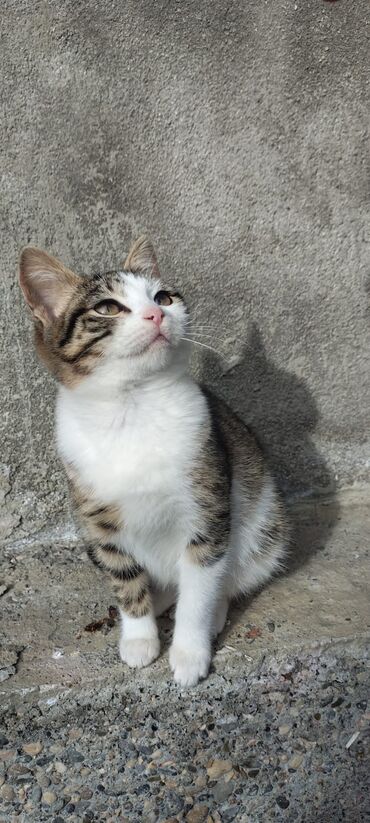 Pişiklər: Tabbi, Dişi, Yaxşı əllərə — 7