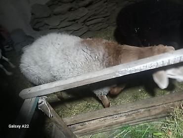 овчарка щенок: Продаю | Овца (самка) | Арашан | Для разведения — 1