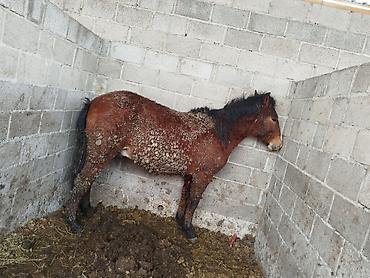 Лошади, кони: Продаю | Жеребенок | Для разведения — 6