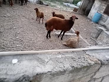 Mal-qara: Erkək, il: 1, Ətlik, Ünvandan götürmə — 7