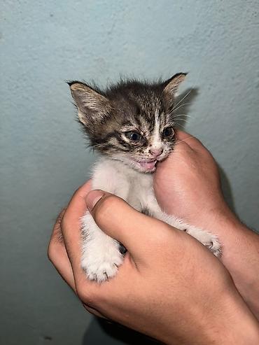 куплю конь: Котята — домашние компаньоны Описание: - Миниатюрные котята из одного — 2