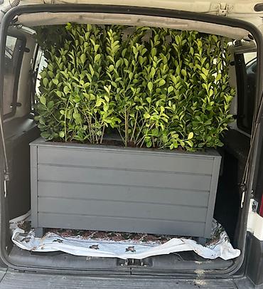 Bitkilər üçün dibçəklər: İsdənilən ölçüdə yiqmaq mumkundur bitki ilə birgə Satışı var — 6