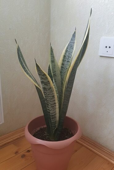ручной гибочный инструмент: Sansevieria (Qayın dilı) – dekorativ otaq bitkisi - Növ: Sansevieria