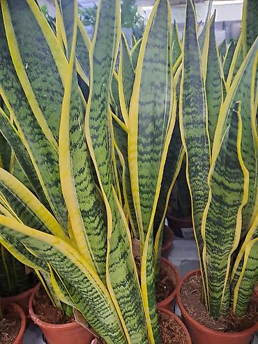 Ostale kućne biljke: Yucca, Drvo Života, 140 centimetara visina, dva stabla iz saksije sa — 17