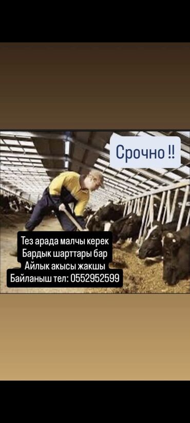 я ищу работу скотник доярка: Срочно требуется животновод. Предлагаются хорошие условия труда и