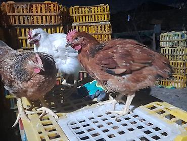 Toyuqlar: COLPALAR 7MANATDI COX GÖTÜRENE 6MANAT 50Lİ QƏPİY OLACAQ ÜNVAN — 3