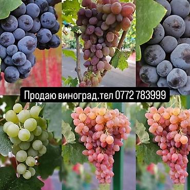 фиалки химеры: Продаю виноград. Столовые сорта,вкусный,сладкий,сочный,с неповторимым — 1