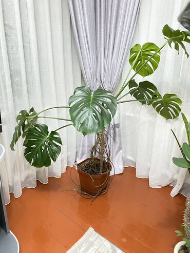 раковина с тумбой и зеркалом в ванную бишкек: Монстера деликатесная