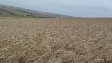 buğda toxumu satışı: Sentosa arpa toxumu - Fotoşəkillərdə göstərilən geniş sahələrdə