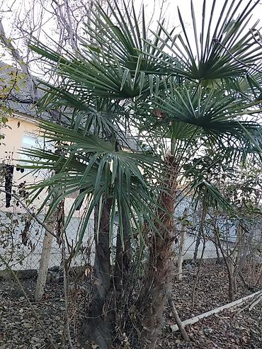 agac tingleri satilir: Palma ağacı boyu 3 m den çox. olar obsi Tovuzdadir istəyən olsa desin — 3