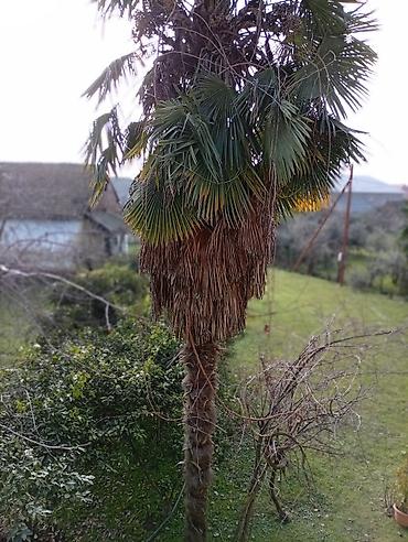 Ağaclar: Yetişkin dekorativ palma ağacı - Növ: Fan formalı yarpaqları olan — 10