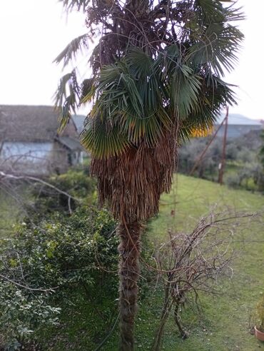 Ağaclar: Məhsul: Xurma/palma ağacı (Trachycarpus fortunei – küləyə və soyuğa — 4