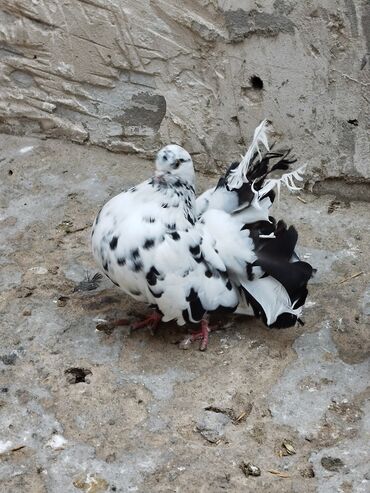 Göyərçinlər: Salam aleykum.Pavlin göyərçinləri satılır.Pavlinlərin sağlamlığına — 9