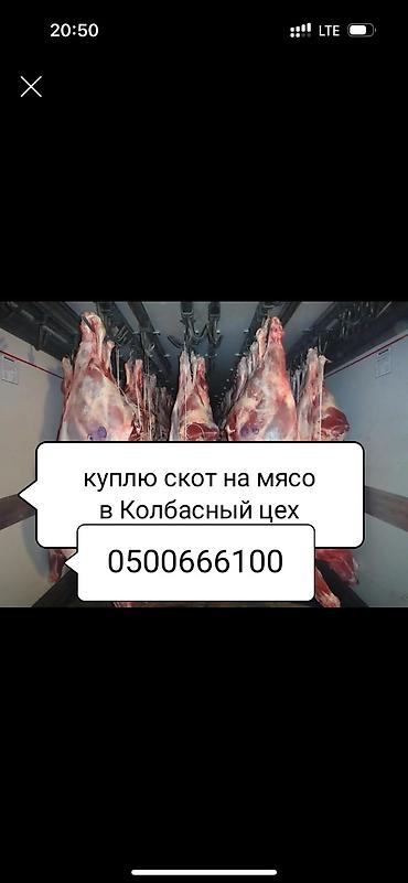 Колбаса цехи | Союуга, этке
