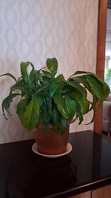 epimedium bitkisi satisi: Satılır: Ev/ofis üçün dekorativ otaq bitkiləri kolleksiyası - — 6