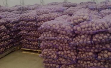 цена картошки на базаре: Картошка