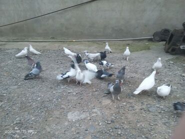 Göyərçinlər: Məhsul: Güvənçinlər (xüsusi uçuş və rəng çeşidləri) Təsvir: - — 7